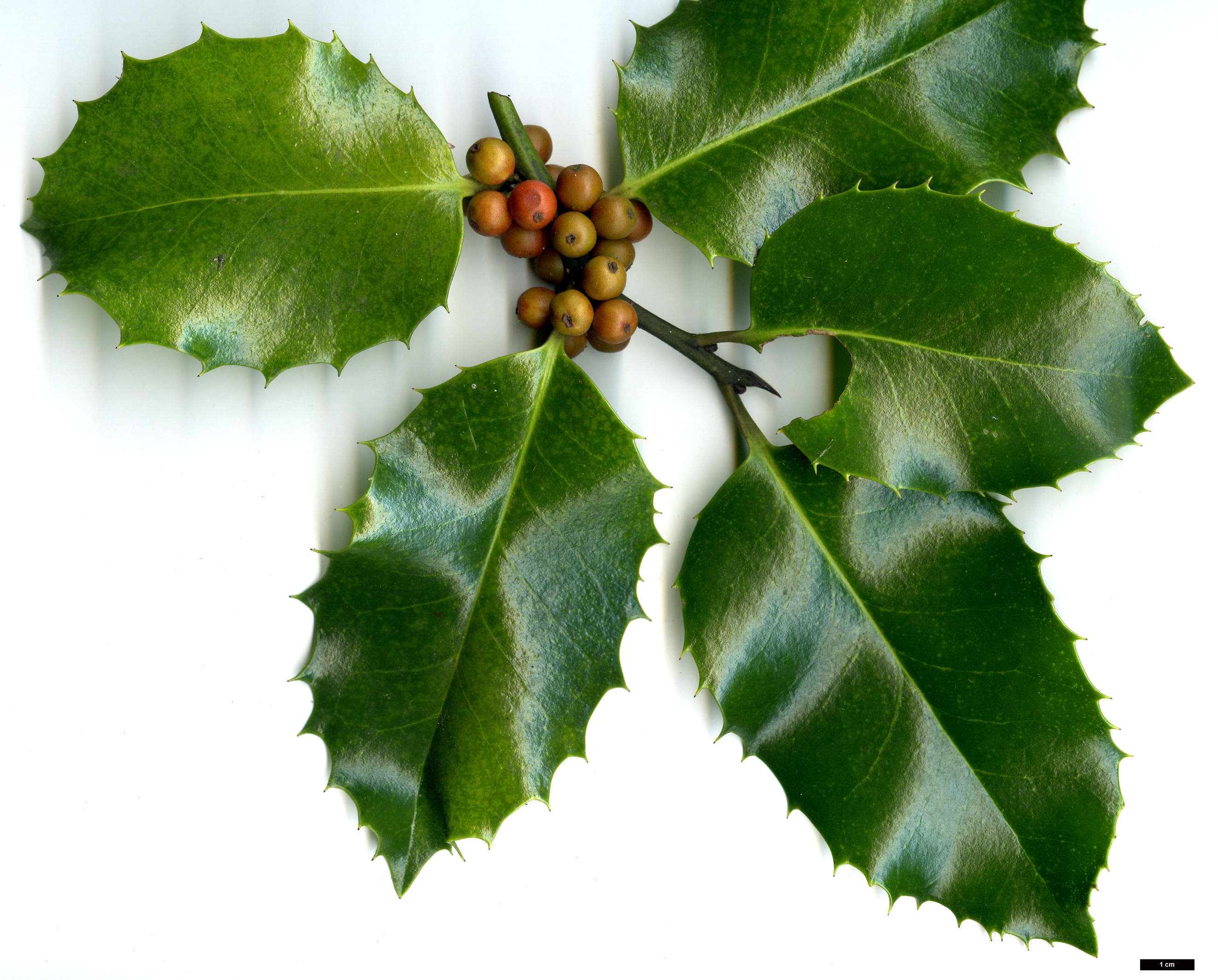 High resolution image: Family: Aquifoliaceae - Genus: Ilex - Taxon: ×koehneana (I.aquifolium × I. latifolia)